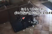 ガチの幽霊？犬が不審な様子を見せた後、首輪が勝手に外れ、混乱する様子が監視カメラにとらえられる