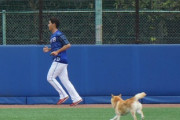 ベイスターズ、犬と練習する