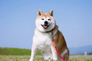 【悲報】一人暮らしで犬を飼ってないバカって人生の99%を損してるよなｗｗｗｗｗｗｗｗｗｗｗｗｗｗｗｗ