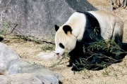 【悲報】日本人「いやあああ！私たちのパンダ返してよおおおお！！！」→嘆願書多数へ…