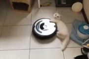 【衝撃映像】これはヤバい！猫とルンバ、融合してしまう・・・
