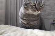 保護猫カフェで余命数ヶ月の猫をひきとった。私と猫の闘病生活が始まる