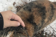 雪国の野良猫ってさ、この寒さが増す時期ってどうしてるの？