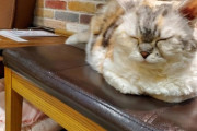 ワイ、猫カフェで癒される（※画像あり）