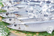 【サンマ】大漁５０トン、銚子の漁師「ここ数年で一番」…２０１９年からの不漁に改善の兆し