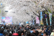 韓国人「桜祭りと言う文化は日本から来たんですよね？」→「日本のソメイヨシノの原産地が済州島だと思います」　韓国の反応