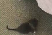 小さな子猫がベッドの下から出てきた。上においで♪ → 毛玉、ロッククライミングです…