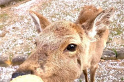 海外「30ヶ国以上を旅したことがあるけど、別の惑星のように思えたのは日本だけ」奈良公園の鹿と桜に感動する外国人たち