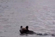 【画像】湖をのんびり泳いでたヒグマがオジロワシに襲われる