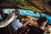 ネコが旅客機のパイロットを襲い、緊急着陸を余儀なくさせられる事態に