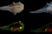 北極圏で初めて「赤と緑に光る魚」を発見！　北極や南極に未確認の発光生物が存在する可能性