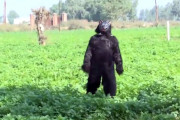 ビッグフットじゃなかった。サルを追い払うためクマの着ぐるみをまとったインドの農家