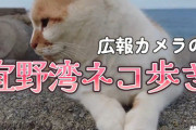 DeNA広報カメラ、宜野湾ネコ歩き　癒しを求めてニャンコたちの待つ海辺へ