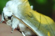 「蛾」とかいう何故かモフモフしてる謎の生き物www
