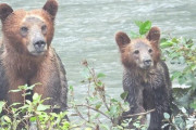 北海道では駆除されたヒグマを教材として子供たちに見せるってホント？