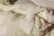 【ねこ画像】アンモニャイトでお団子になる猫さん達…もっちりフワフワですwww