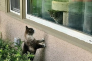 【ねこ画像】窓越しのねこ、どれが本物・・・、樹上のクロにゃん ほか【再】