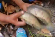 メントスコーラで魚獲り動画が世界中に大流行。その辺のよくわからない穴にメントスコーラ注ぐ奴続出