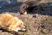 お昼寝中の仲間におもちゃを持って近寄って行くキツネが、まるでゲラゲラ笑っているみたいで楽しそう
