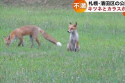 【北海道】公園をキツネが占拠、カラスを食べる