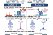 【朗報】統合失調症発症の一因となる分子・神経回路メカニズムを発見！！！！！！！！！