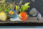 【ディスカス】ワイの熱帯魚ちゃんみてや（※画像あり）