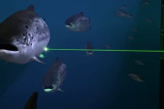 レーザーで寄生虫だけ狙い撃ち、ノルウェーのサーモン養殖技術がすごかった！