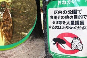 公園「セミの幼虫を食用目的で獲らないでください」え？