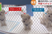 ●韓国人の反応「中国企業が始めた「クローン犬」　誕生は韓国だろ！」