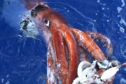 海外「イカにとっても日本は死ぬまでに一度は行きたい場所ってことか…」日本で観測された１４mの巨大イカ 死に場所を求めて日本へ！？デカすぎww