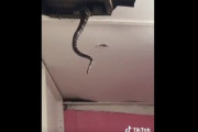 【動画】マレーシアの屋根裏にいたヘビが少し大きめ(お前らの想像の1.5倍大きい)