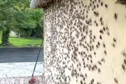 【動画】さぶいぼゾゾゾ。大型コオロギの大群に襲撃されたネバダの家が悲惨すぎる。