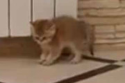床にいる子ネコにもう１猫の子猫が近づいた。こにょやろ～！ → デスマッチがはじまった…