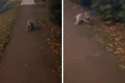 オーストラリアでも珍しい？犬の散歩中に歩道を歩くコアラに遭遇！