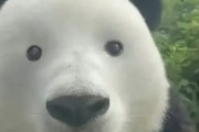 【画像】中国でとってもかわいいパンダが大人気！！！