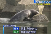【速報】東京湾にもクジラ出現