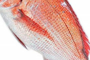刺身、焼き、煮物、揚げの合計点が一番高い魚
