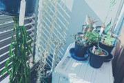 【朗報】気温上昇によりベランダ植物園、再開へｗｗｗｗｗｗｗｗｗｗｗｗｗｗｗｗｗｗｗｗｗｗｗｗｗｗｗｗｗｗｗｗｗｗｗｗｗｗ