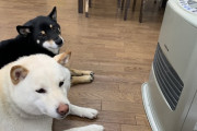【画像】イッヌさん、ストーブ前を占拠ｗｗｗ