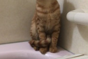 新春だし猫をお風呂に入れる（※画像あり）