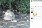 【画像】人間がジャンクフードを与えまくってデブになった野生の猿、ダイエットを開始