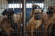 【韓国】「ソウルにイヌ200万匹放つ！」犬肉食用取引禁止で廃業危機の繁殖業者ら、抗議行動を計画