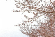 韓国で「日本の桜を抜いて、韓国の桜である王桜を植えよう」とのキャンペーンがはじまる