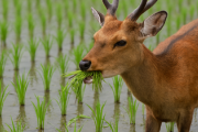シカ被害拡大　田んぼに出没…新米に被害も　個体数9倍