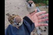 【動画】スズメに懐かれまくった人間の末路がコチラ