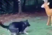 イヌが庭で鹿の人形と戦っていた。お前なんか怖くないぞぉ！ → 犬には２種類いるようです…