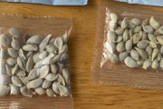 中国から発送された「謎の種」を植えてみるアメリカの人々…当局は廃棄するよう警告！