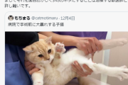 【悲報】もちまる日記、病院で暴れる猫をエンタメとして投稿→炎上中