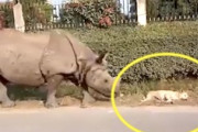道路脇で寝ていた野良イッヌ、巨大な生き物に起こされて死ぬほど驚くｗｗｗ