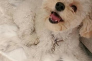 【犬かわいい】イッヌ、幸せすぎると痛くなる『ハッピーテイル症候群』という症状があるらしい
